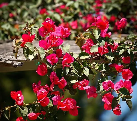 Melivaro Tsoukaládhes