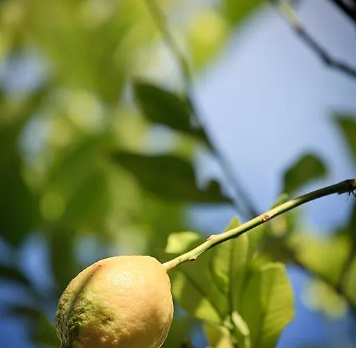 Melivaro 컨트리하우스 Tsoukaládhes