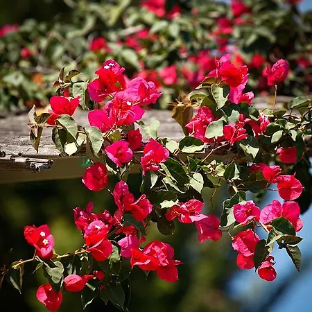 Melivaro Tsoukaládhes